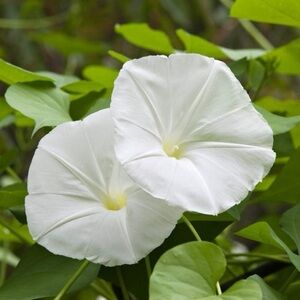 Morning glory vine seeds